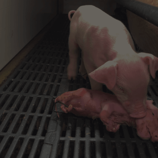 Prase tuguje zbog smrti svog brata u industriji mesa